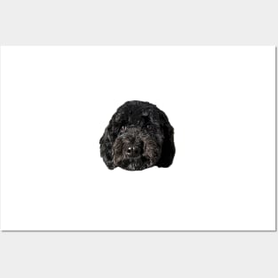 Cockapoo Cockerpoo Black Puppy Dog Posters and Art